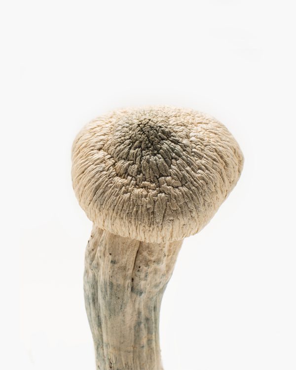 Albino Penis Envy Mushrooms For Sale In New York