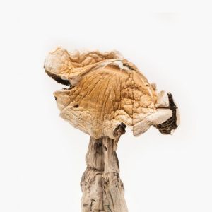 Amazonian Mushrooms for Sale
