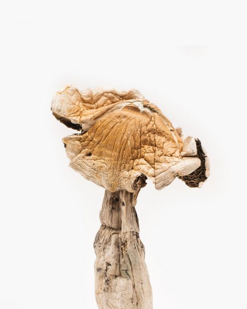 Amazonian Mushrooms for Sale