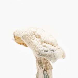 Avery Albino Mushroom Strain For Sale In Ann Arbor
