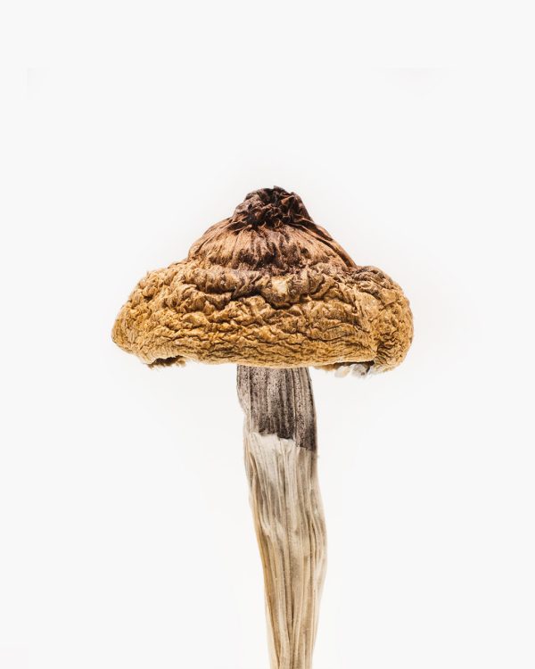 B+ Mushrooms For Sale 