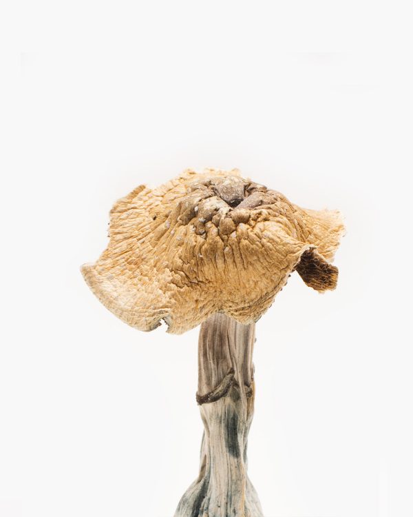 Burmese Mushroom Magic mushroom for sale