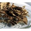 Medicinal Mushrooms for Sale Worldwide Shipping