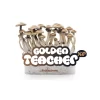 FRESH MUSHROOMS GROW KIT ‘GOLDEN TEACHER’