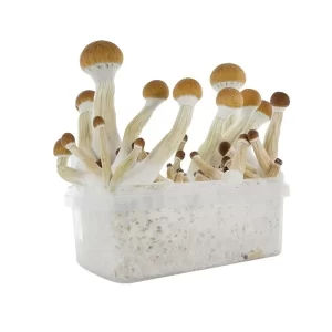 Mushroom Grow Kits For Sale Oregon