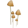 Liberty Cap Mushroom for Sale Online
