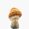 Malabar Coast Mushroom For Sale Overnight Shipping Canada