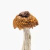 Martinique Mushroom