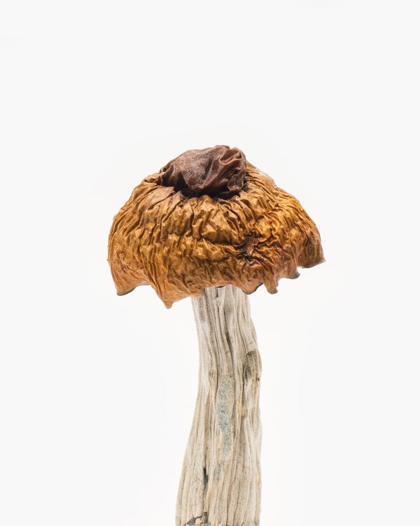 Martinique Mushroom