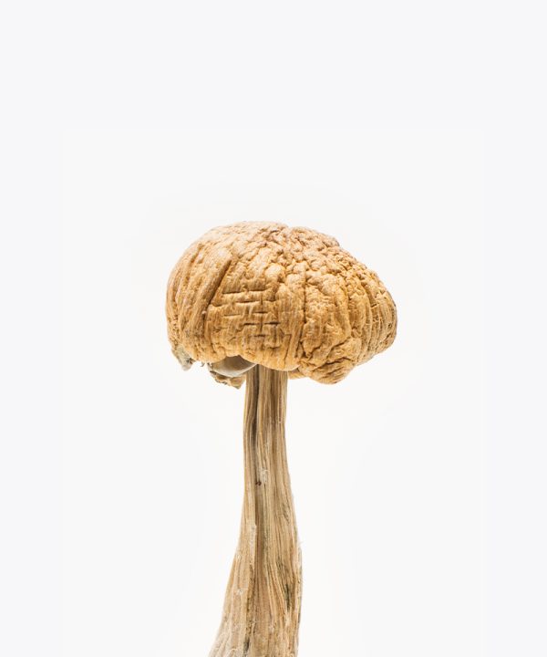 Mexican Mushroom