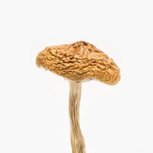 Mushroom British Columbia For Sale USA