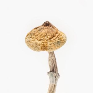 Super Thai Mushroom Strain For Sale